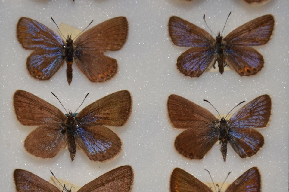 Plebejus argus gynandromorphs collection (Internet Image property of respective owner, non-commercial use only)